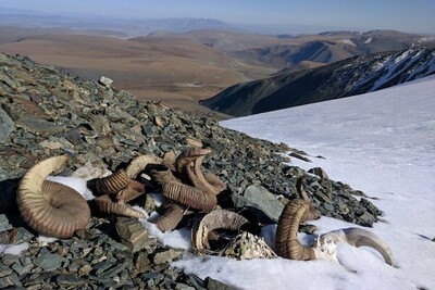 Τα χιόνια έλιωσαν στη Μογγολία και αποκάλυψαν οστά ζώων και εργαλεία από την εποχή του Χαλκού