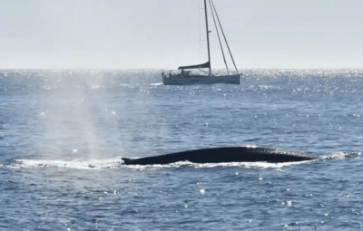 Άφιξη μπλε φαλαινών σε ακτές της Ισπανίας μετά από 40 χρόνια