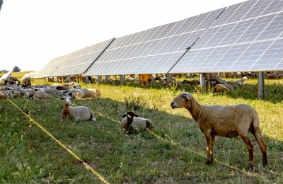 Κόσοβο: Ηλιακή φάρμα χρησιμοποιεί πρόβατα για να κόβουν τα χόρτα