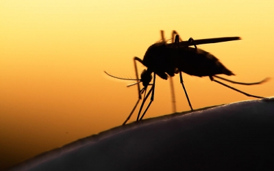 Η κλιματική κρίση πίσω από την αύξηση των κουνουπιών – Κίνδυνος για ελονοσία