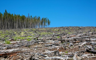 ΕΚ: Δεσμευτική νομοθεσία για περιορισμό της αποψίλωσης δασών