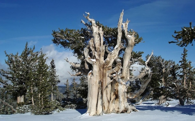 Τα αρχαία δέντρα του πλανήτη: Βρέθηκαν 30 με ηλικία άνω των 2.000 ετών