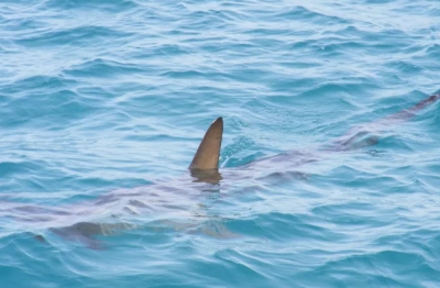 Το «αμέριμνο κολύμπι» καρχαρία στο Γύθειο - Η ψυχραιμία του ψαρά - Βίντεο
