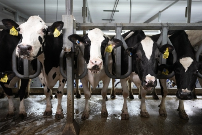 Ιός της γρίπης των πτηνών στο γάλα αγελάδων – Οι κίνδυνοι για τον άνθρωπο
