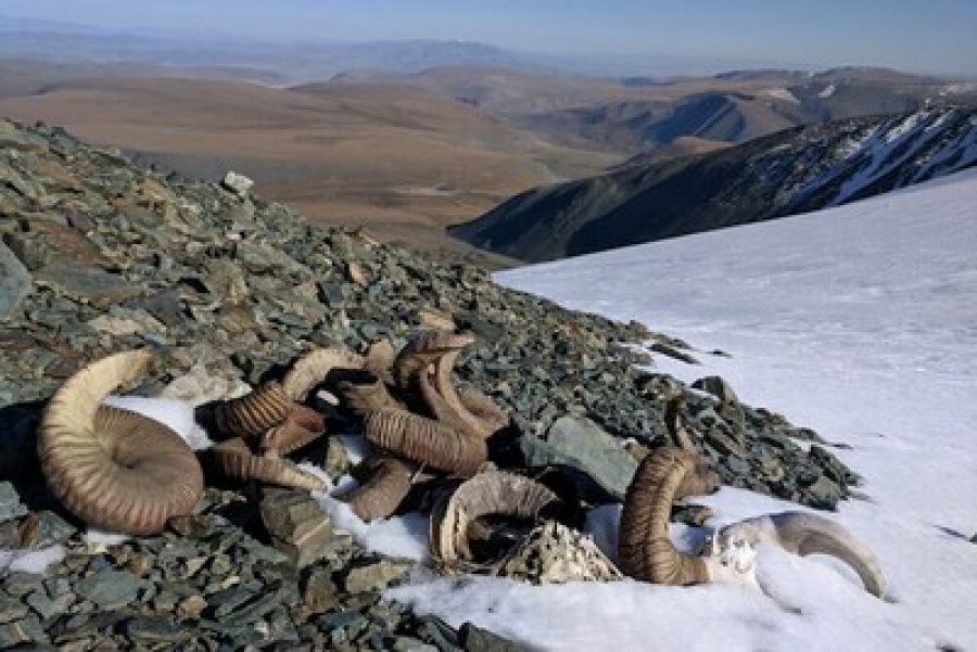 Τα χιόνια έλιωσαν στη Μογγολία και αποκάλυψαν οστά ζώων και εργαλεία από την εποχή του Χαλκού