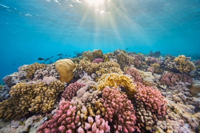 Κινδυνεύουν τα κοράλλια της Ερυθράς Θάλασσας από παράγοντα που αφανίζει ήδη αχινούς