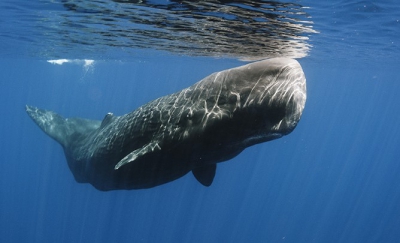 WWF Ελλάς: Τα κητώδη στις θάλασσές μας - 13 από τα 24 είδη ζουν στην Ελλάδα