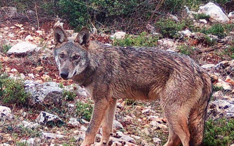 Λύκοι εμφανίστηκαν στην Πελοπόννησο μετά από 100 χρόνια