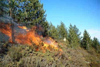 Αυξήθηκαν οι δασικές πυρκαγιές στην Ελλάδα το πρώτο τρίμηνο του 2022