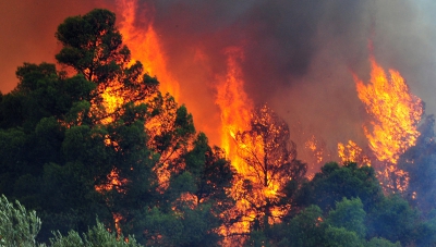 Nature: Απαίτηση για αναδασώσεις που θα αντέχουν την κλιματική αλλαγή