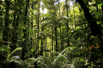 WRI: Το 2022 η Γη έχανε κάθε 5 sec. επιφάνεια τροπικού δάσους ίση με γήπεδο ποδοσφαίρου