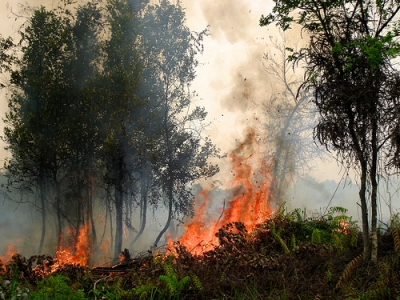 ΟΗΕ: Αύξηση 30% στις δασικές πυρκαγιές έως το τέλος του 2050