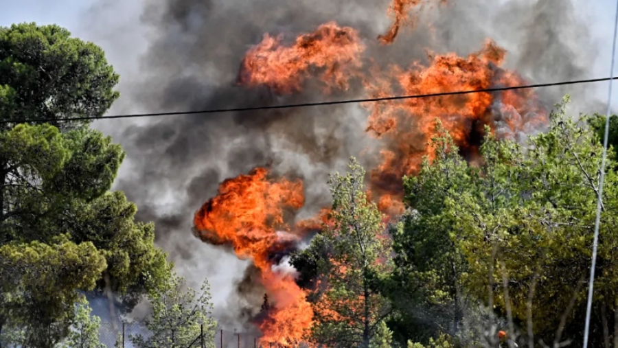 WWF: Τα προβλήματα στον σχεδιασμό δασοπροστασίας παραμένουν ίδια για πολλά χρόνια