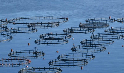 Θα ανακυκλωθούν 40 τόνοι απορριμμάτων από εγκαταλελειμμένη ιχθυοκαλλιέργεια του Σαρωνικού
